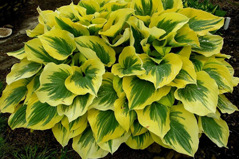 Hosta - valokuva