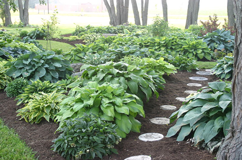 Hosta - fotografie