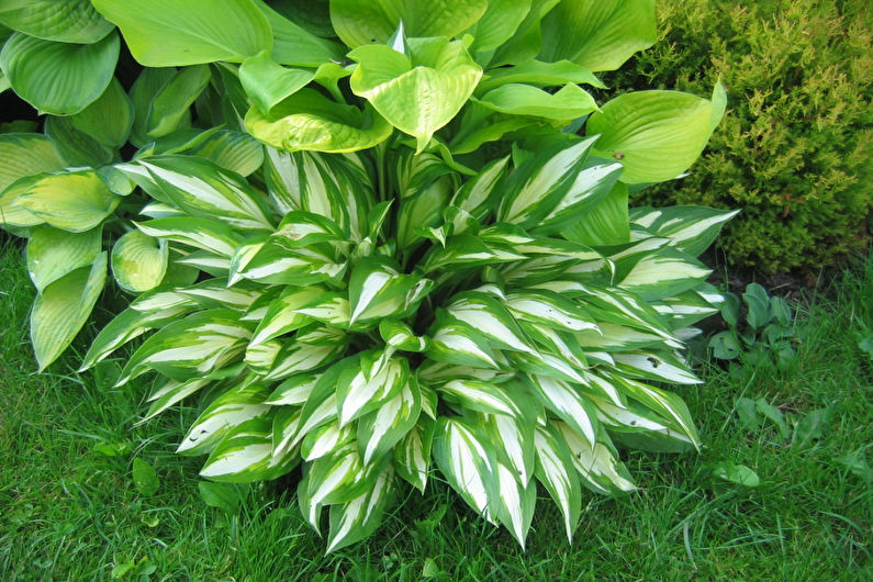 Hosta - fénykép