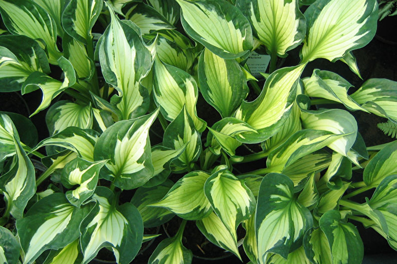 Hosta - foto