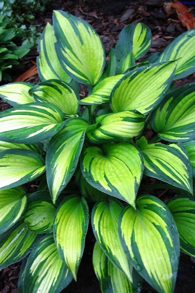 Hosta - fotografie