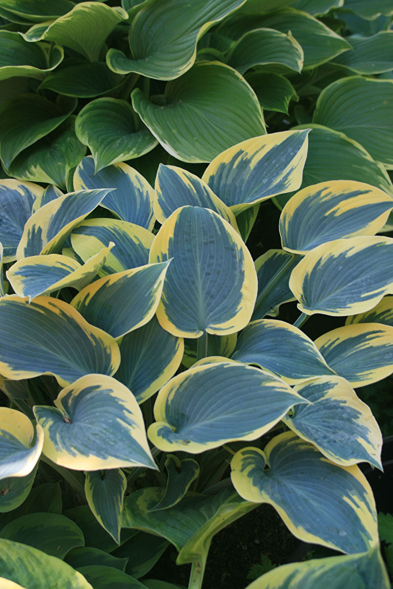 Hosta - fotografie