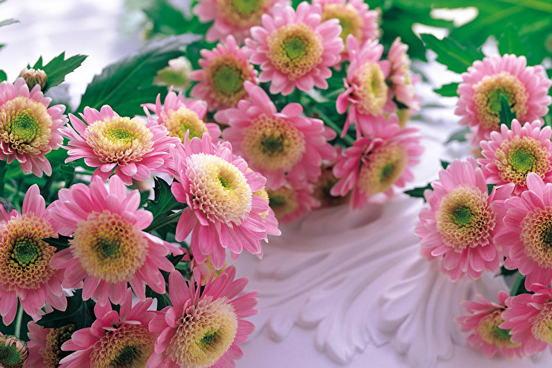 Chrysanthemums (60 photos)