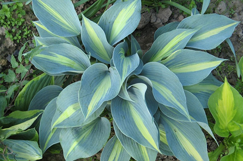 Hosta: tipos e cuidados (+55 fotos)