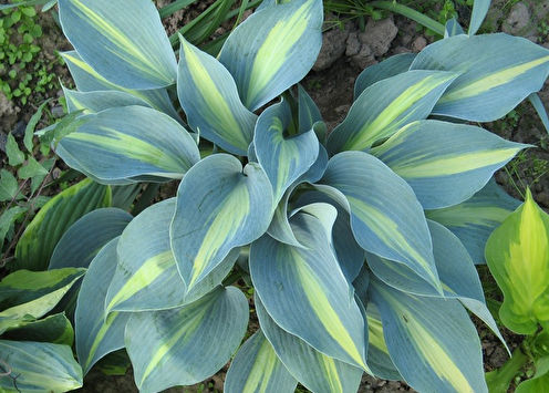 Hosta: tipos e cuidados (+55 fotos)